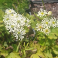 Trautvetteria carolinensis var. japonica